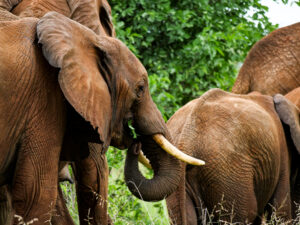 Tanzania 9 day safari 2024 - Serengeti